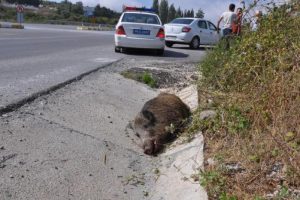 Kamyon &ccedil;arpan domuz telef oldu
