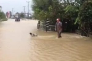 K&ouml;pek sel sularına kapılıp s&uuml;r&uuml;klendi