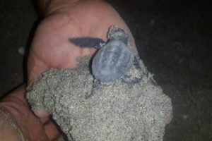 Yavru 'caretta caretta'lar denizle buluştu