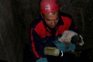 Yavru k&ouml;peği itfaiye kurtardı