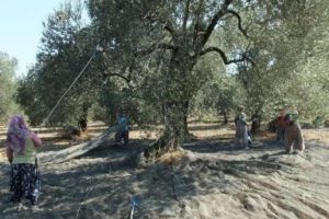 Zeytin hasadının başladığı rekoltede d&uuml;ş&uuml;ş bekleniyor
