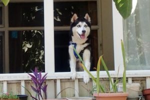 Kayıp k&ouml;peği bulana 1500 TL &ouml;d&uuml;l!