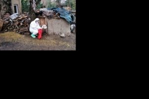 Tokat'ta kuş gribi paniği