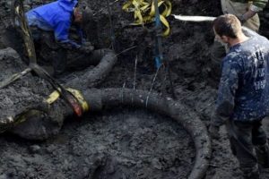 Tarlada mamut fosili bulundu