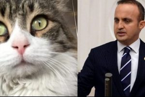 AK Partili B&uuml;lent Turan CHP'nin kedisi Şero'yla tartıştı