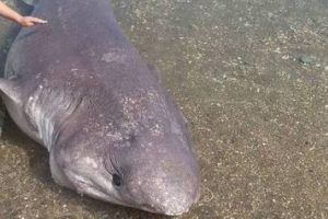 Marmara Deniz'inde k&ouml;pek balığı yakalandı