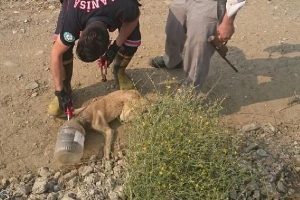 Başı kavanoza sıkışan k&ouml;pek i&ccedil;in operasyon