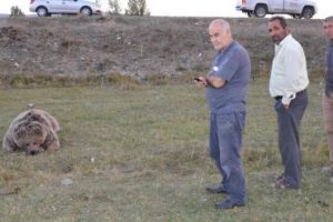 Yol kenarındaki ayı leşleri toprağa g&ouml;m&uuml;ld&uuml;