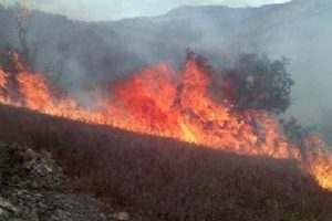 Mersin'de orman yangını