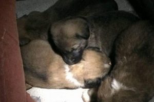 Borunun i&ccedil;erisine d&uuml;şen yavru k&ouml;pekleri itfaye kurtardı