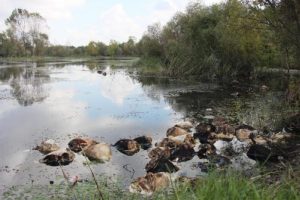 Sakarya'da g&ouml;lette b&uuml;y&uuml;kbaş hayvan kafaları bulundu