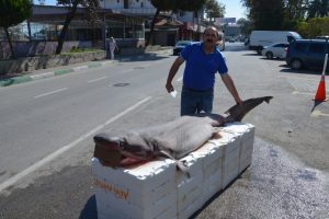 Bursa'da 2.5 metrelik k&ouml;pekbalığı yakalandı
