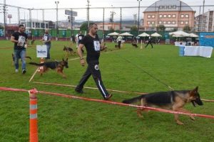 Alman &ccedil;oban k&ouml;pekleri Bursa'da h&uuml;nerlerini sergiledi