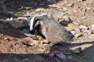 Kamyonetin &ccedil;arptığı porsuk tedaviye alındı