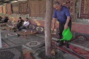 &Ccedil;amları kesmeye kıyamadı, &ccedil;atıdan &ccedil;ıkış verdi