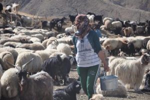 Y&uuml;ksekova'da s&uuml;r&uuml;ler yayladan erken indirildi