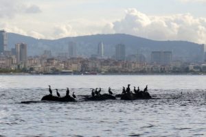 İstanbul'un kayıp adası g&uuml;n y&uuml;z&uuml;ne &ccedil;ıkıyor
