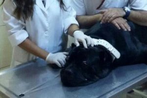 K&ouml;peğe kansız g&ouml;z operasyonu