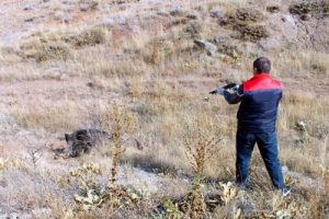 Kamyonun &ccedil;arptığı yaban domuzu itlaf edildi