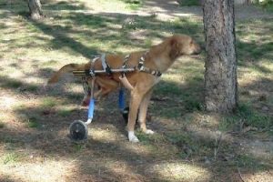 Otomobil &ccedil;arpan sokak k&ouml;peğine y&uuml;r&uuml;te&ccedil;