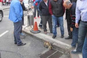 Kedi, yavrusunun kurtarılmasını bekledi