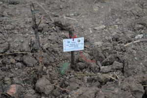 Y&uuml;zlerce &uuml;niversiteli Bursa'da fidan dikti