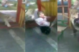 &Ccedil;ocuk parkında aslan saldırısı