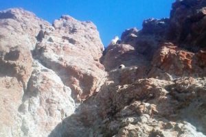 Kurt korkusu y&uuml;zlerce koyunu telef etti