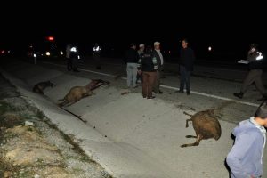 Bursa'da otomobilin &ccedil;arptığı 16 koyun telef oldu