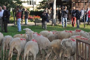 Bursa İneg&ouml;l'de &ccedil;ift&ccedil;ilere 'koyun desteği'