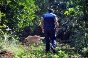 Kayıp Norve&ccedil;liyi 'kadavra k&ouml;pekleri' arıyor