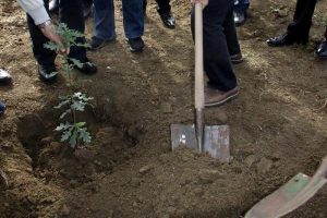 Karab&uuml;k'te tr&uuml;f mantarı yetiştirmek i&ccedil;in fidan diktiler