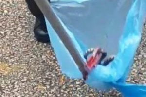 Bursa'da otomobilin kaputundan engerek yılanı &ccedil;ıktı!