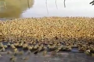 Tam 5 bin &ouml;rdek yavrusu ilk kez suyla tanıştı
