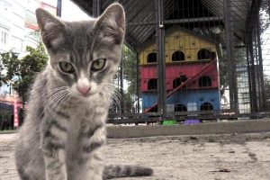 Kedi evi sakinlerine aylık bakım