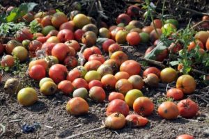 Satılmayınca 60 ton domates &ccedil;&uuml;r&uuml;meye bırakıldı