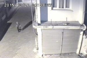 Hırsızın evden ka&ccedil;arken g&ouml;r&uuml;nt&uuml;s&uuml; kamerada