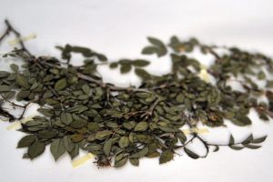 Bursa'da 'Kurutulmuş Bitki M&uuml;zesi'