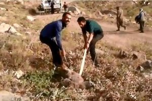 Kafası tenekede kalan ayıyı vatandaşlar kurtardı