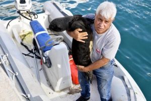Yavru fok fırtınada annesini kaybetti
