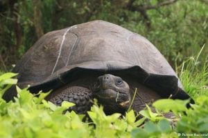 Galapagos'ta yeni kaplumbağa t&uuml;r&uuml; bulundu