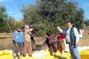 Zeytin fiyatları Burhaniyeli &uuml;reticiyi sevindirdi