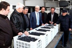Marmarabirlik'te &uuml;r&uuml;n alım kampanyası başladı