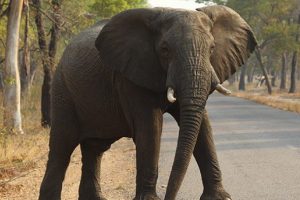 Zimbabve'de 22 fil daha zehirlenerek &ouml;ld&uuml;r&uuml;ld&uuml;