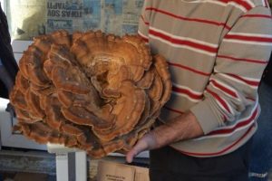 Bursa Orhangazi'de 6,6 kilogram ağırlığında mantar bulundu