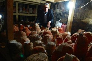 "T&uuml;rk rokforu" lezzetini mağaradan alıyor