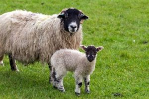 Bursa'da koyun almak isterken 7 bin 500 lira dolandırıldı