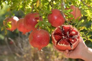Nar &uuml;reticisinin pazar sıkıntısı