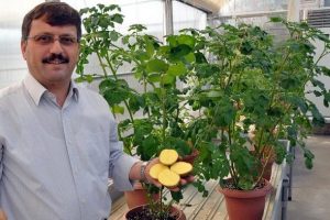 "Allah diyen sarısı" patatesi tescil ediliyor