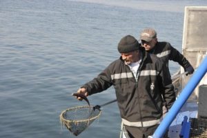 K&ouml;rfezde toplu balık ve yenge&ccedil; &ouml;l&uuml;mleri korkuttu